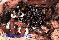 Image of: Micrurus fulvius (northern coral snake)