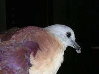 Wetar Ground Dove - Gallicolumba hoedtii
