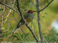 Green Figbird - Sphecotheres vieilloti