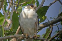 Pearl Kite - Gampsonyx swainsonii