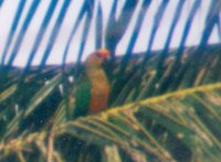 Golden-capped Parakeet - Aratinga auricapilla