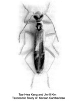 Podabrus oreumsensis - 오름목가는병대벌레