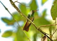 Rufous-tailed Hummingbird  