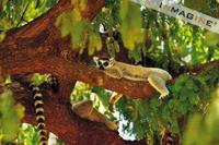 Ring-tailed Lemur (Lemur catta) photo