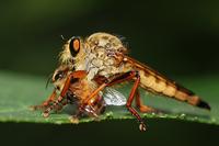 왕파리매의 꿀벌 사냥