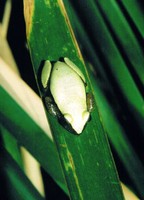: Afrixalus fornasini; Plain Leaf-folding Frog