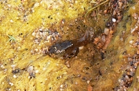 : Bufo microscaphus; Arizona Toad
