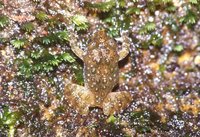 : Nannophrys ceylonensis; Sri Lankan Rock Frog