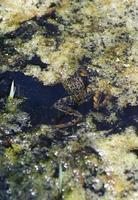 : Rana aurora draytonii; Red-legged Frog