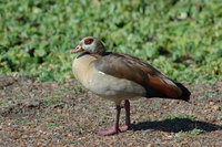 : Alopochen aegyptiacus; Egyptian Goose