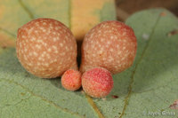 : Andricus brunneus; Clustered Gall Wasp;