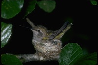 : Trochilidae sp.; Hummingbird