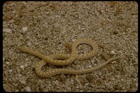 : Arizona elegans; Arizona Glossy Snake