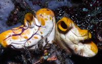 : Polycarpa aurata; Sea Squirt