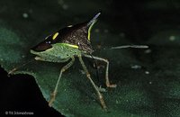Pentatomidae - Shield Bugs
