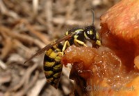 Vespula vulgaris - Common Wasp
