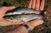 Ictalurus punctatus, Channel catfish: fisheries, aquaculture, gamefish, aquarium