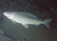 Thymallus arcticus arcticus, Arctic grayling: fisheries, gamefish