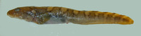 Lycodes rossi, Threespot eelpout: