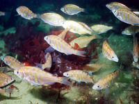 Cymatogaster aggregata, Shiner perch: fisheries, gamefish, aquarium, bait