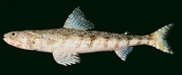 Saurida flamma, Orangemouth lizardfish: