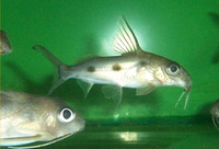Synodontis notatus, Onespot squeaker: aquarium