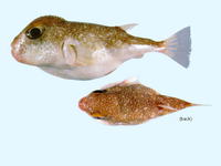 Torquigener parcuspinus, Yellow-eyed toadfish: