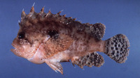 Liocranium praepositum, Blackspot waspfish: aquarium