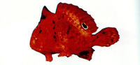 Antennarius biocellatus, Brackishwater frogfish: