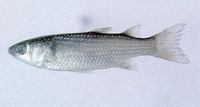 Chelon haematocheilus, So-iny mullet: fisheries