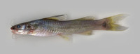 Mystus malabaricus, : fisheries