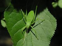 Isophya pyrenea