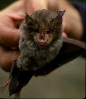 Image of: Rhinolophus ferrumequinum (greater horseshoe bat)