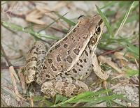 Image of: Rana berlandieri (Rio Grande leopard frog)