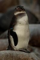 Spheniscus demersus - Jackass Penguin