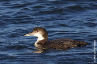 Image of: Gavia immer (common loon;great northern diver)