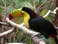 Image of: Ramphastos sulfuratus (keel-billed toucan)