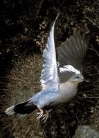 Image of: Zenaida asiatica (white-winged dove)