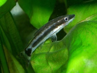 Otocinclus affinis - Dwarf Sucking Catfish