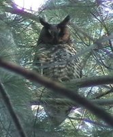 Northern Long-eared Owl - Asio otus