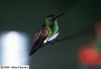 Snowy-bellied Hummingbird - Saucerottia edward
