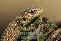 Young Sand Lizard ( Lacerta agilis ) , portrait stock photo