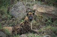 Spotted hyena , crocuta crocuta , Maasai Mara National Reserve , Kenya stock photo