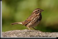 Song Sparrow, Lenoir Preserve, NY