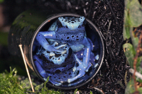 : Dendrobates tinctorius azureus; Blue Poison Dart Frog