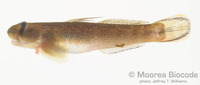 : Sicyopterus lagocephalus