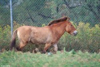 : Equus caballus przewalskii; Przewalski's Horse (Takhi)