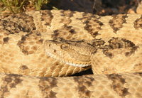 : Crotalus oreganus lutosus; Great Basin Rattlesnake