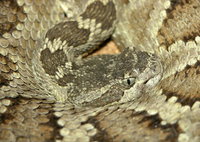 : Crotalus oreganus oreganus; Northern Pacific Rattlesnake