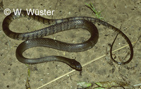 : Ptyas mucosus; Asian Rat Snake, Dhaman
